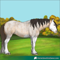 Horse Color:Buckskin Roan Splash