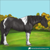 Horse Color:Smoky Black Tobiano Rabicano