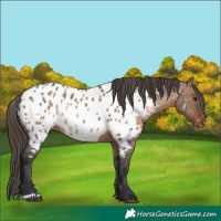 Horse Color:Brown Dun Near Leopard Rabicano 