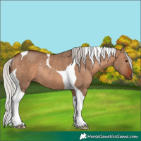 Horse Color:Silver Brown Dun Tobiano Rabicano
