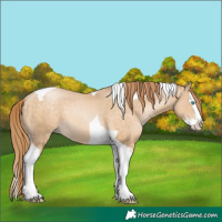 Horse Color:Buckskin Pearl Splash Tobiano 