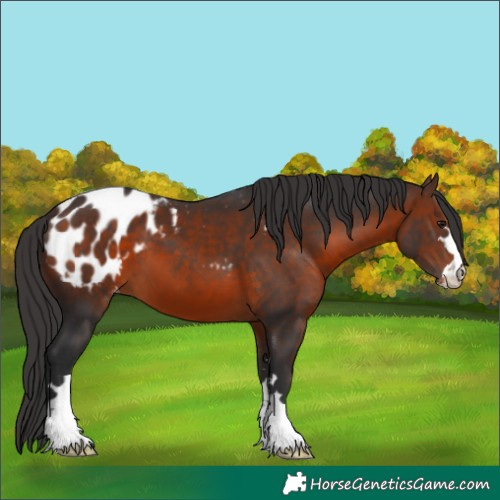 Horse Color:Brown Appaloosa 