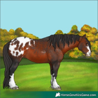 Horse Color:Brown Appaloosa 