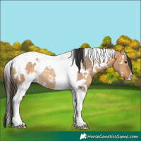 Horse Color:White Spotted Bay Dun Tobiano Rabicano 