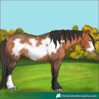 Horse Color:Bay Frame Rabicano 
