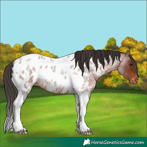 Horse Color:Bay Roan Tobiano Near Leopard Rabicano 