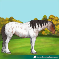 Horse Color:Bay Roan Tobiano Near Leopard Rabicano