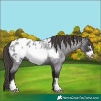 Horse Color:Smoky Blue Roan Frame Appaloosa 