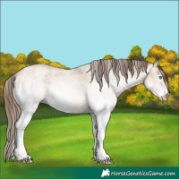 Horse Color:Gray White Spotted Buckskin Pearl Dun