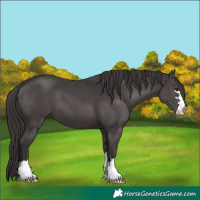 Horse Color:Smoky Black 
