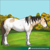 Horse Color:Buckskin Dun Sabino Tobiano Frame 