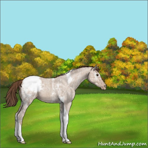 Horse Color:Classic Champagne Ice Roan Tobiano Appaloosa 