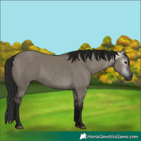Horse Color:Gray Grullo 