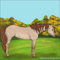 Horse Color:Red Dun 
