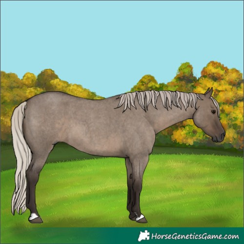 Horse Color:Unknown 