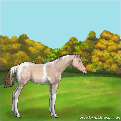 Horse Color:Unknown 