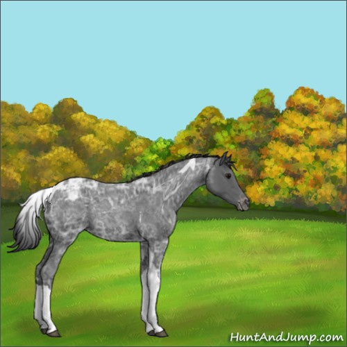 Horse Color:Unknown 
