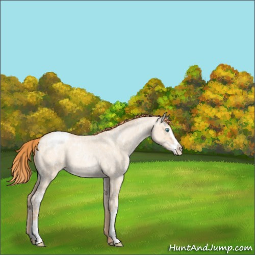 Horse Color:Classic Champagne Ice Roan Pearl Dun Sabino Appaloosa