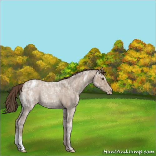 Horse Color:Classic Champagne Ice Roan Appaloosa 