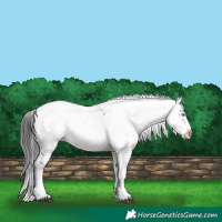 Horse Color:Liver Chestnut Frame 