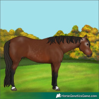 Horse Color:Gray Bay 