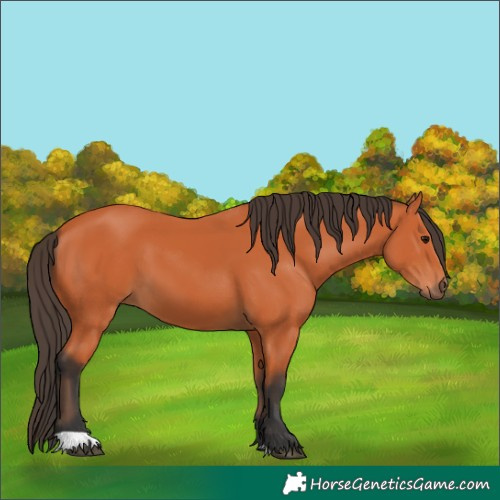 Horse Color:Bay 