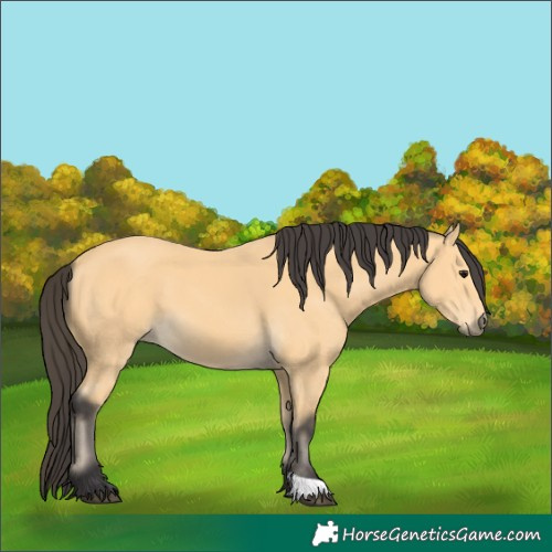 Horse Color:Buckskin 