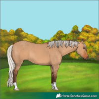 Horse Color:Silver Bay Dun