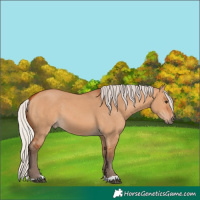 Horse Color:Silver Bay Dun