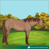 Horse Color:Red Dun