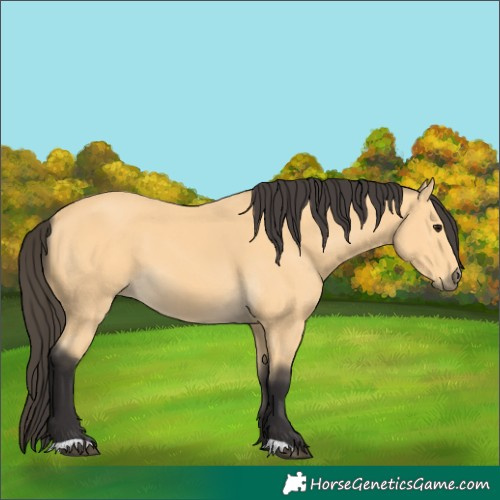 Horse Color:Buckskin 