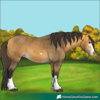 Horse Color:Buckskin 