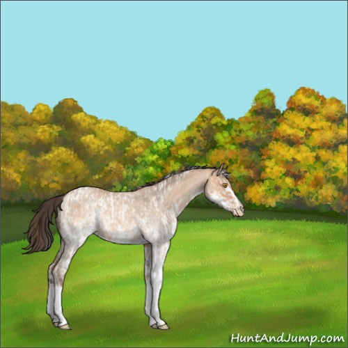 Horse Color:Amber Champagne Roan Tobiano Appaloosa Rabicano  and White Spotted Amber Champagne Dun Sabino Rabicano 