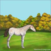 Horse Color:Amber Champagne Roan Tobiano Appaloosa Rabicano  and White Spotted Amber Champagne Dun Sabino Rabicano 