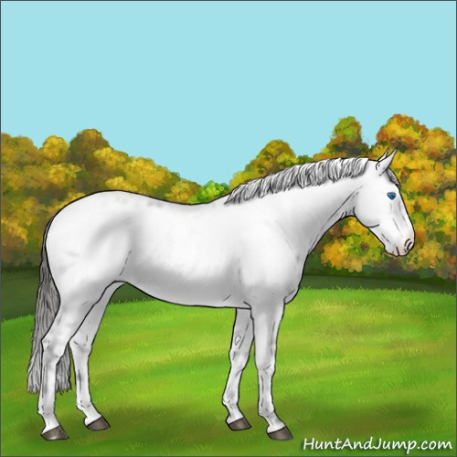 Horse Color:Liver Chestnut Frame 