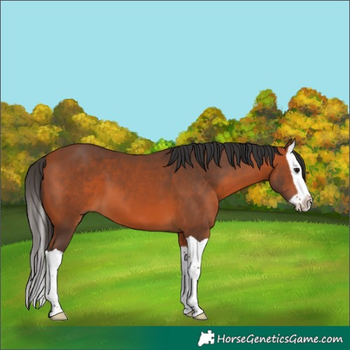Horse Color:Bay Splash 