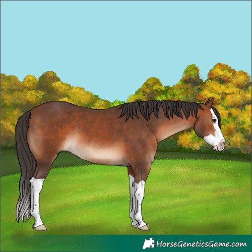 Horse Color:Bay Splash 