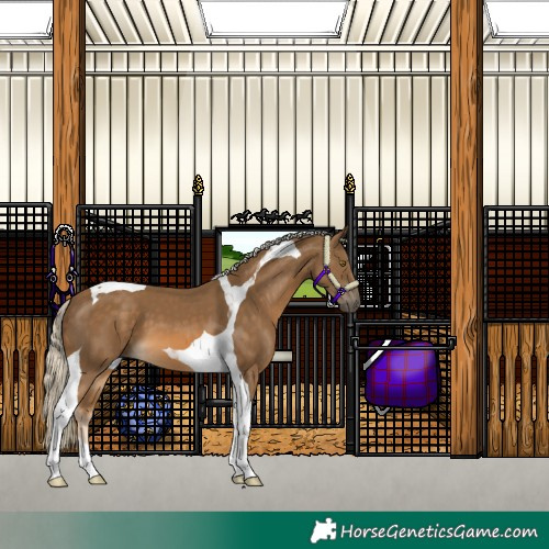 Horse Color:Chocolate Palomino Tobiano 