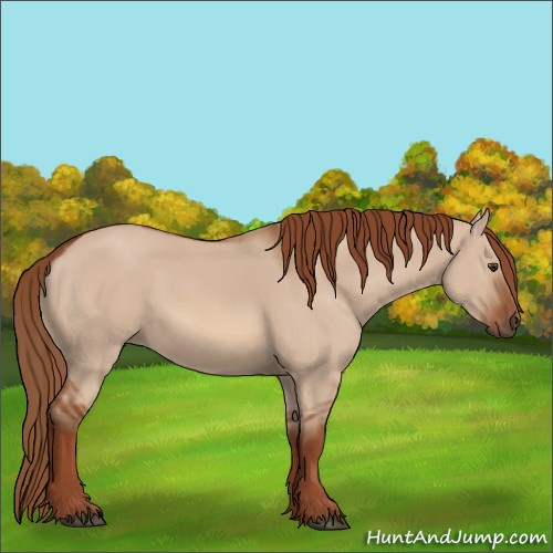 Horse Color:Red Dun 