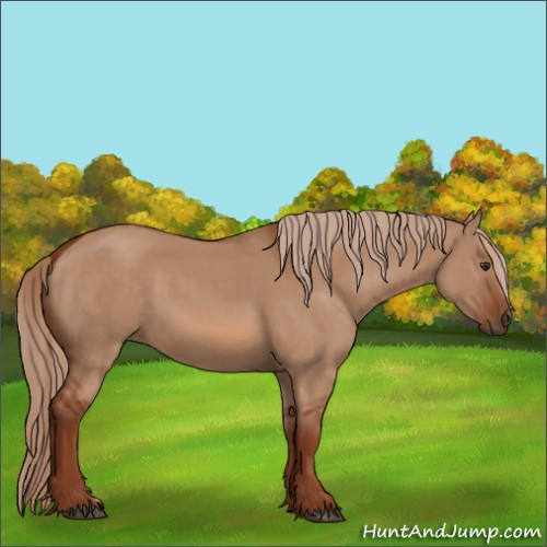 Horse Color:Red Dun 