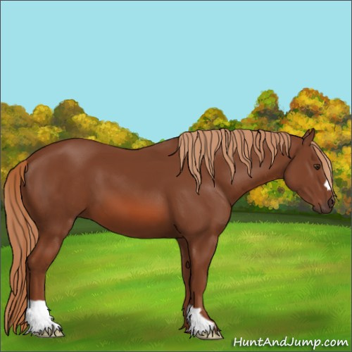 Horse Color:Chestnut 