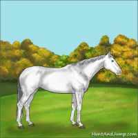 Horse Color:Black Frame 