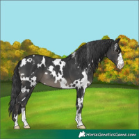 Horse Color:White Spotted Black 