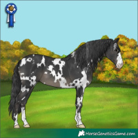 Horse Color:White Spotted Black