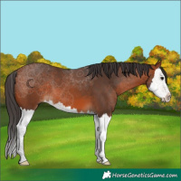 Horse Color:Bay Splash 
