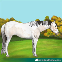 Horse Color:Bay Roan Dun Splash Tobiano Rabicano 