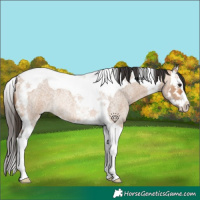Horse Color:Bay Roan Dun Splash Tobiano Rabicano