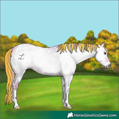 Horse Color:Gray Painted Watercolor White Spotted Red Onyx Roan 