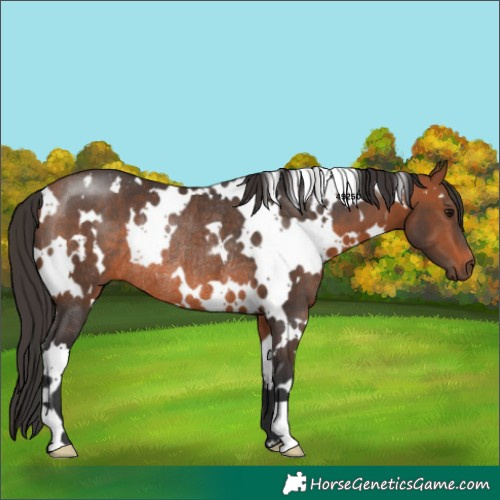 Horse Color:White Spotted Bay Rabicano 