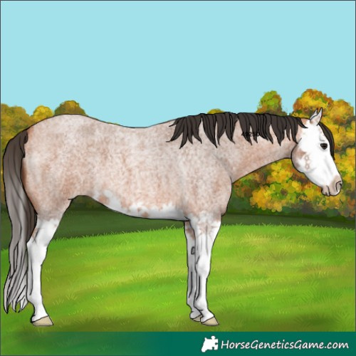 Horse Color:Bay Roan Splash 